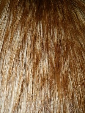 Karl Lagerfeld Genuine Finland Fox Fur Whiskey Honey Brown And Cream crop Jacket